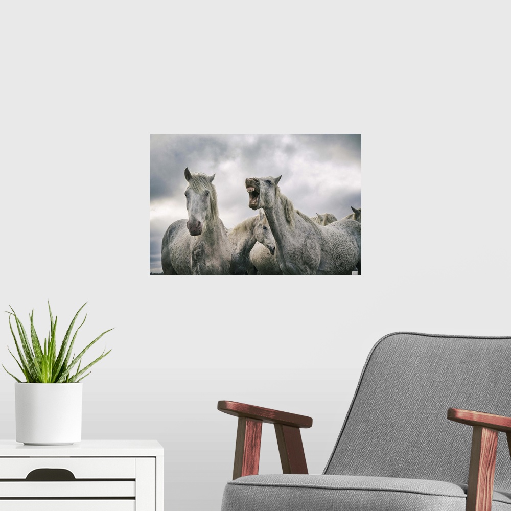 A modern room featuring The White Horses of the Camargue in the water in the South of France