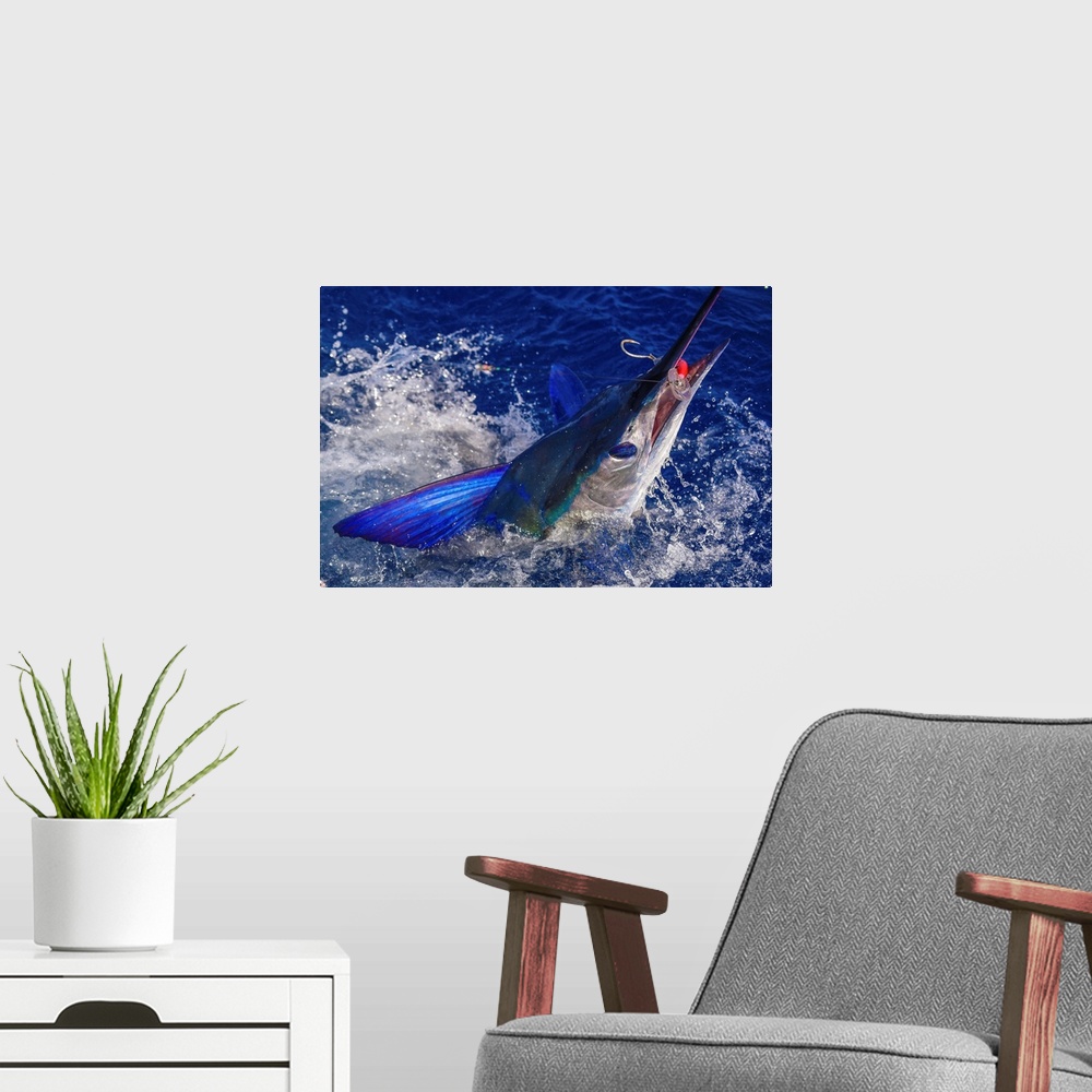A modern room featuring A lit up Striped Marlin tries to throw a big plug in Mexican waters.