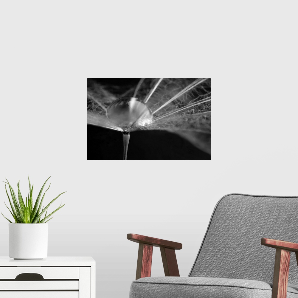 A modern room featuring Macro photography of a water drop in a dandelion.