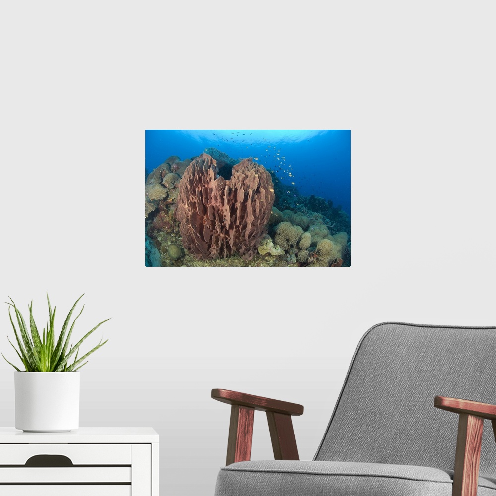 A modern room featuring A barrel sponge attached to a reef wall, Papua New Guinea.