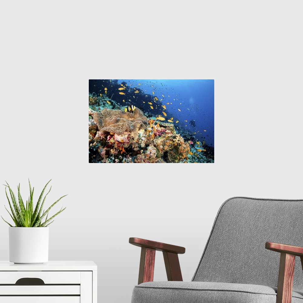 A modern room featuring A clownfish lives on top of an anemone on a coral reef and an eel lives under the anemone, Maldives.