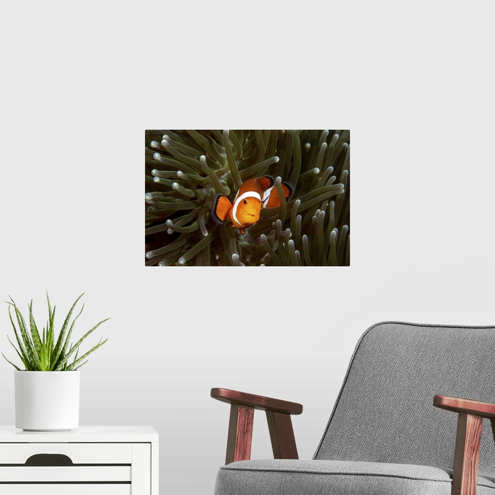 A modern room featuring A clownfish and its anemone, Anilao, Philippines.
