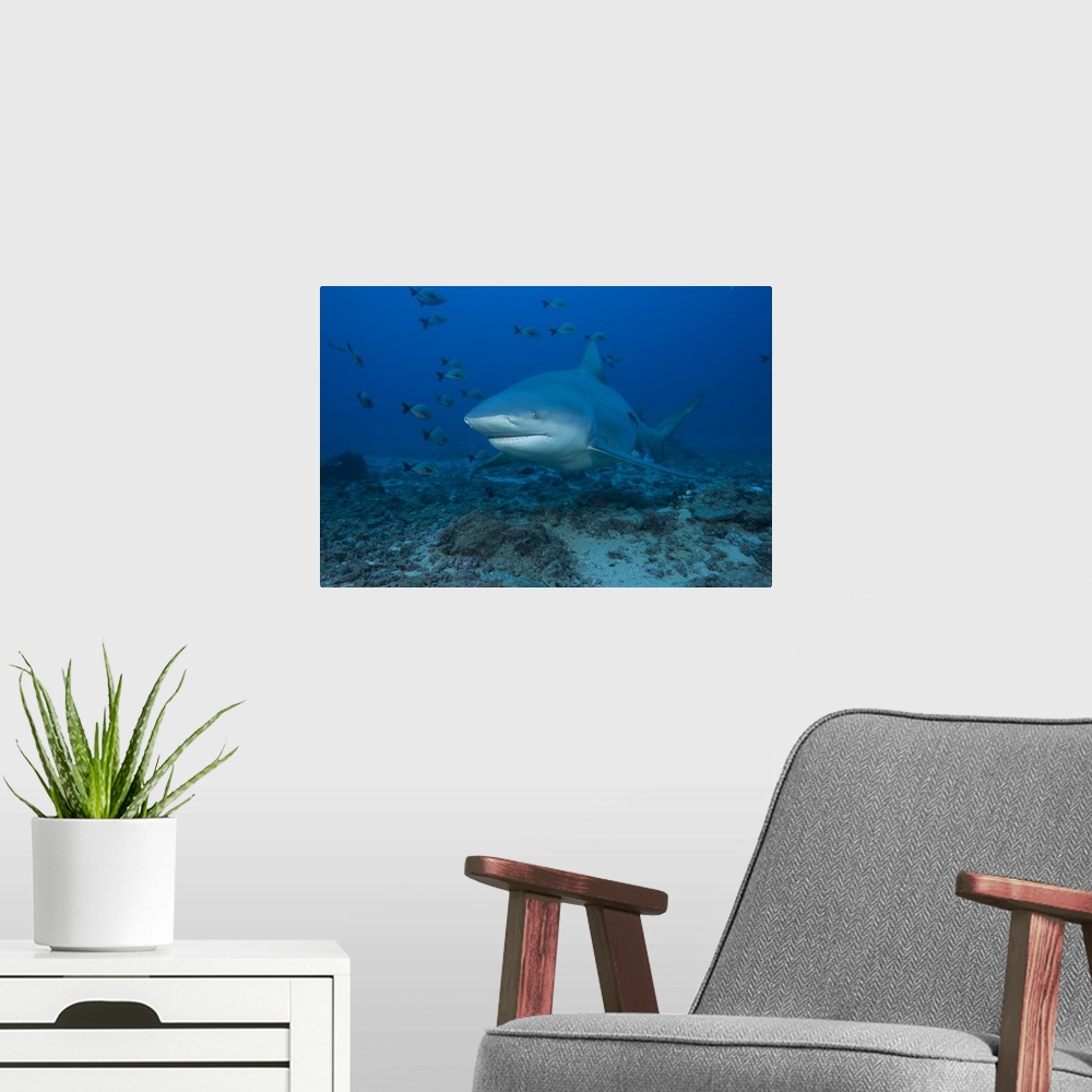 A modern room featuring A large bull shark at The Bistro dive site in Fiji.