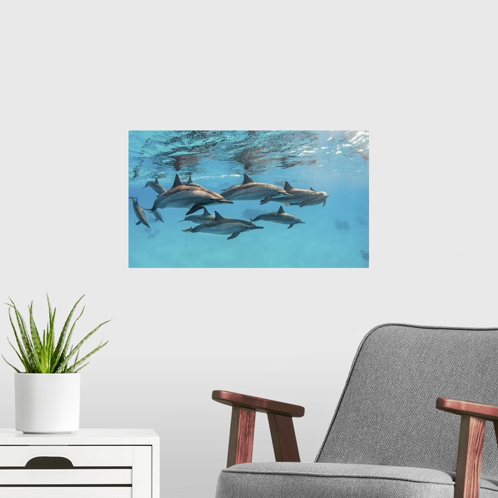 A modern room featuring A pod of spinner dolphins swimming by just under the surface, Red Sea.
