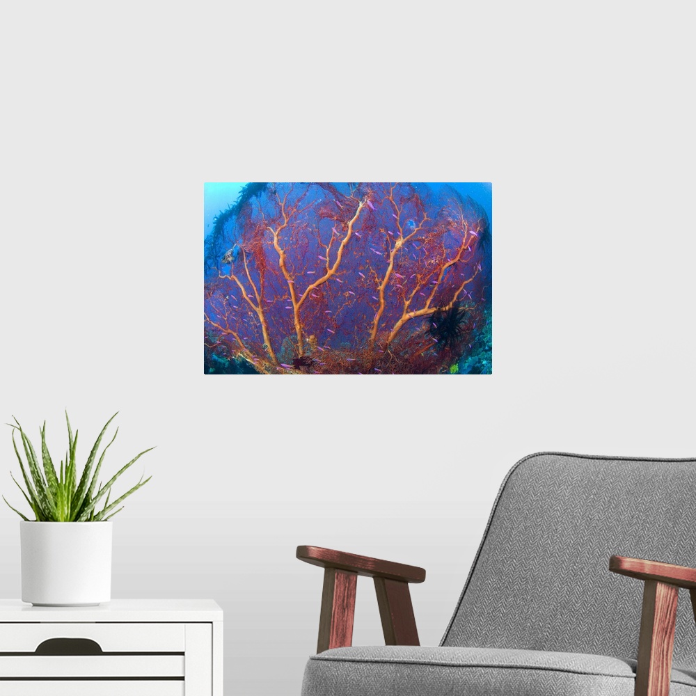 A modern room featuring A red sea fan with purple anthias fish, Papua New Guinea.