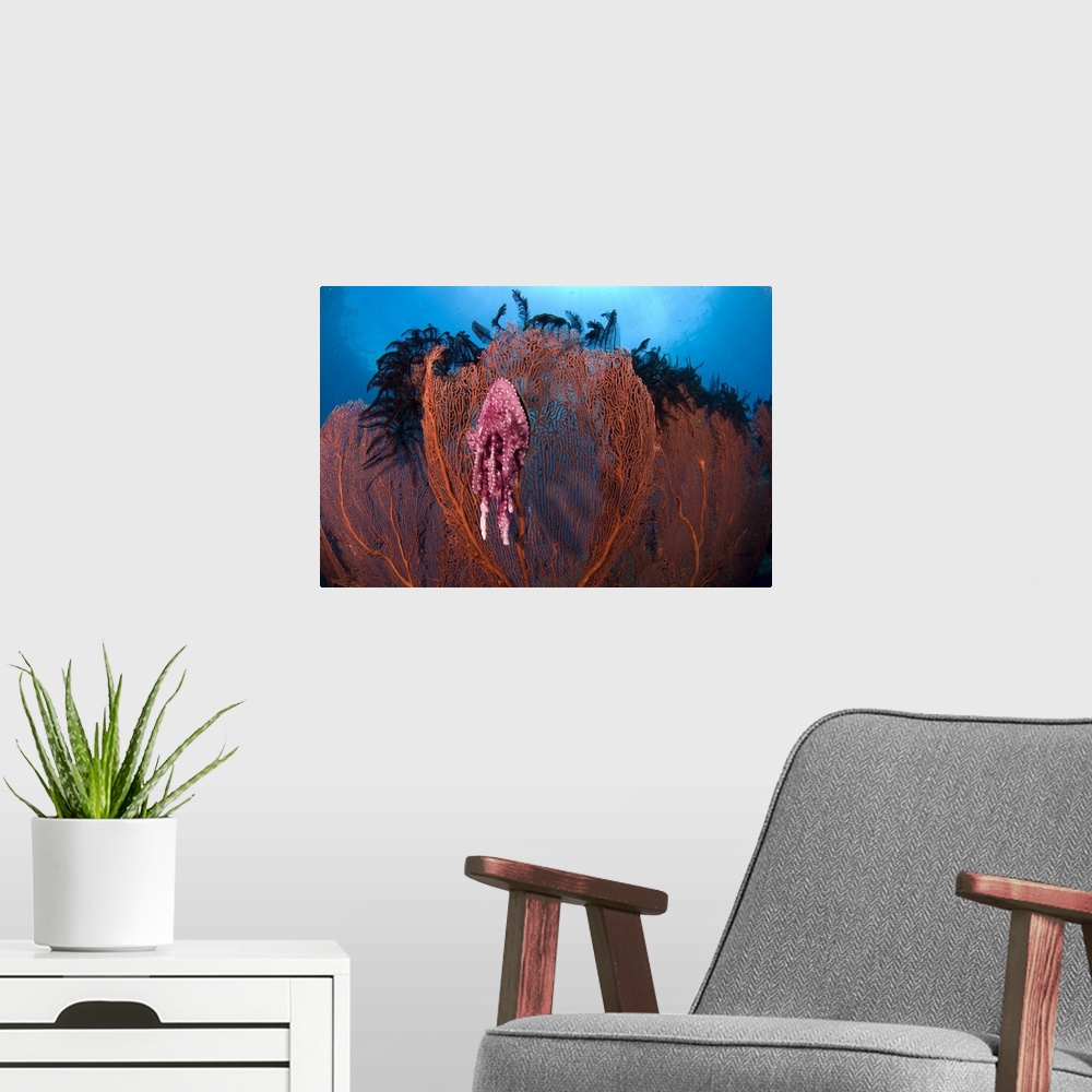 A modern room featuring A red sea fan with sponge colored clam attached, Papua New Guinea.