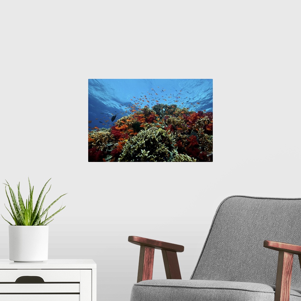 A modern room featuring A school of orange basslets (Pseudanthias squamipinnis) on a healthy coral reef, Fiji.