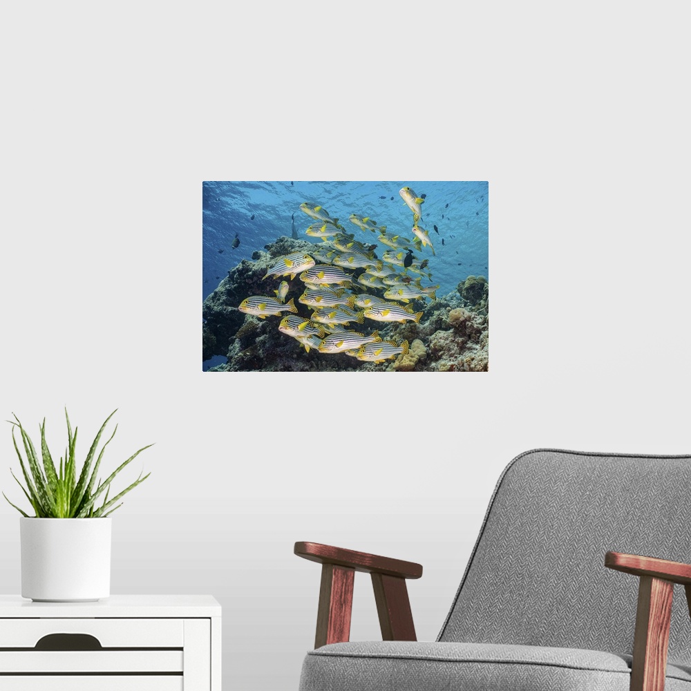A modern room featuring A school of sweetlip fish stacked up against a coral head, Maldives.