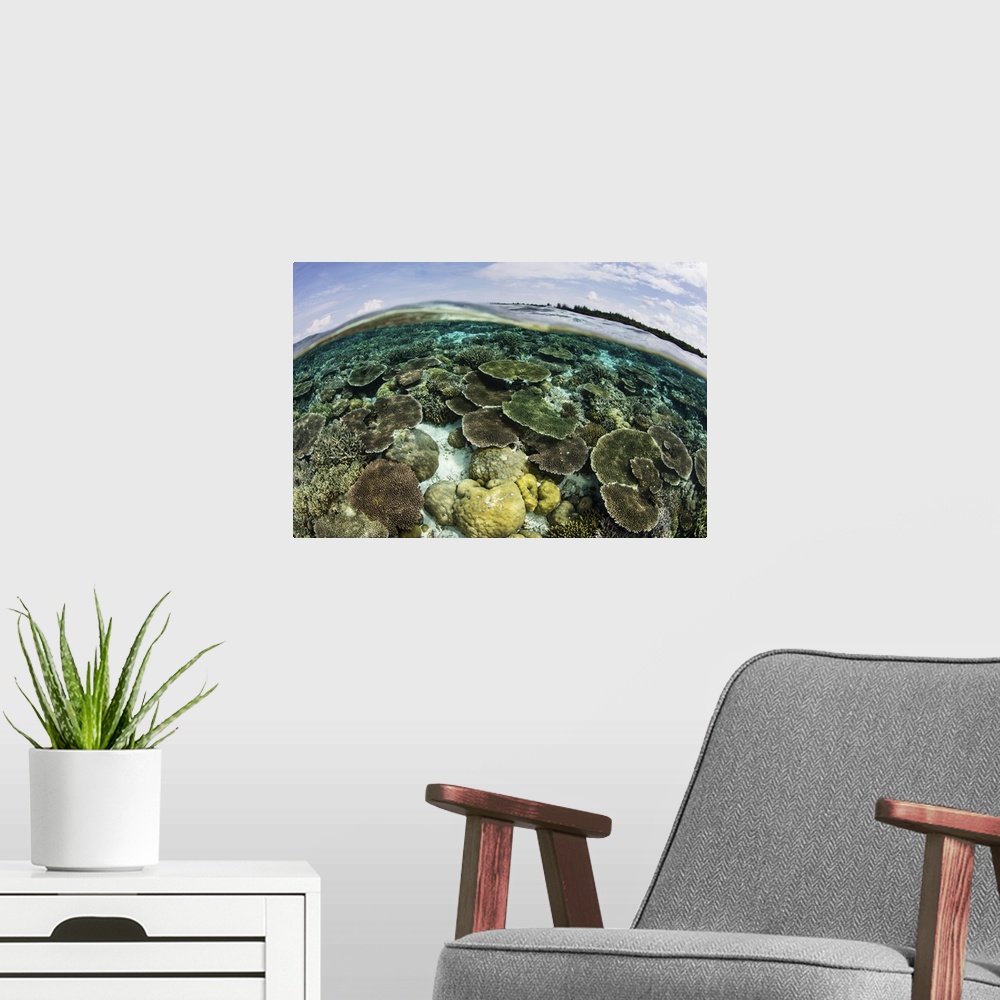 A modern room featuring A shallow coral reef thrives in Wakatobi National Park, Indonesia. This remote region is known fo...