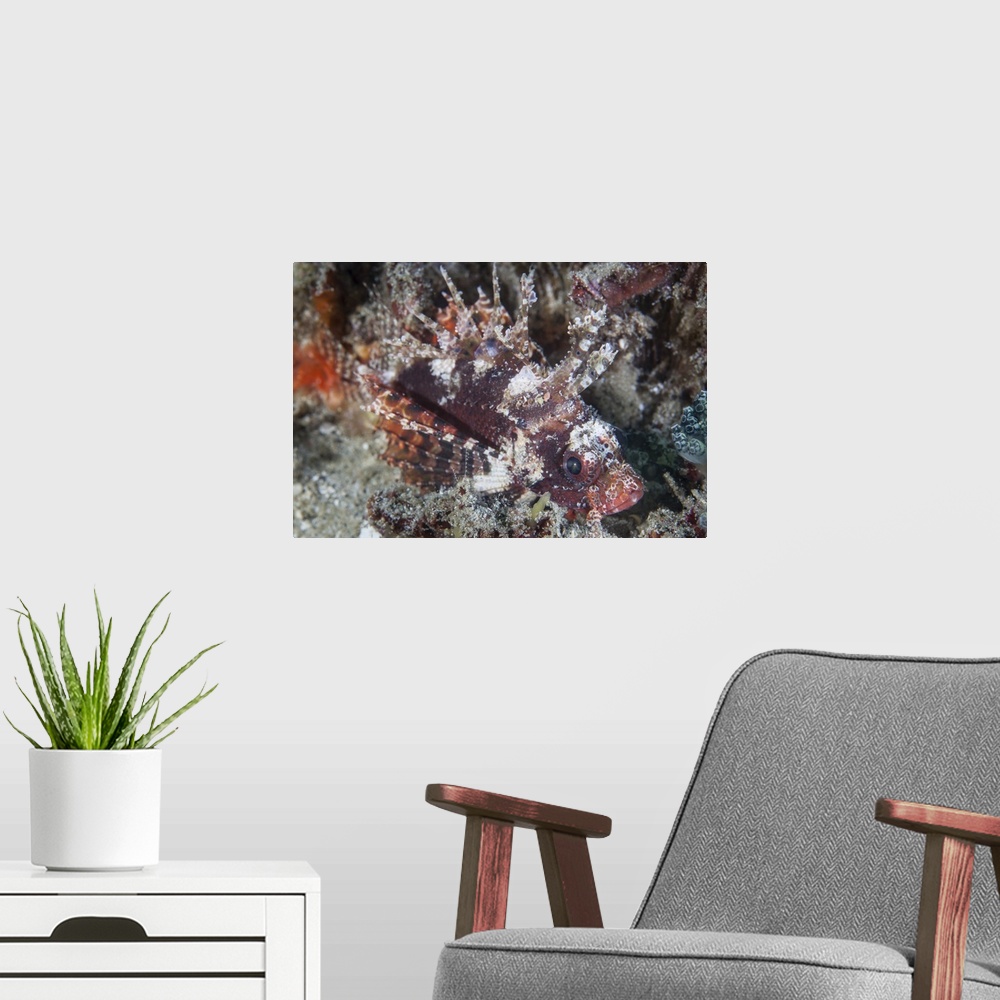 A modern room featuring A shortfin lionfish lays on the seafloor waiting for prey.