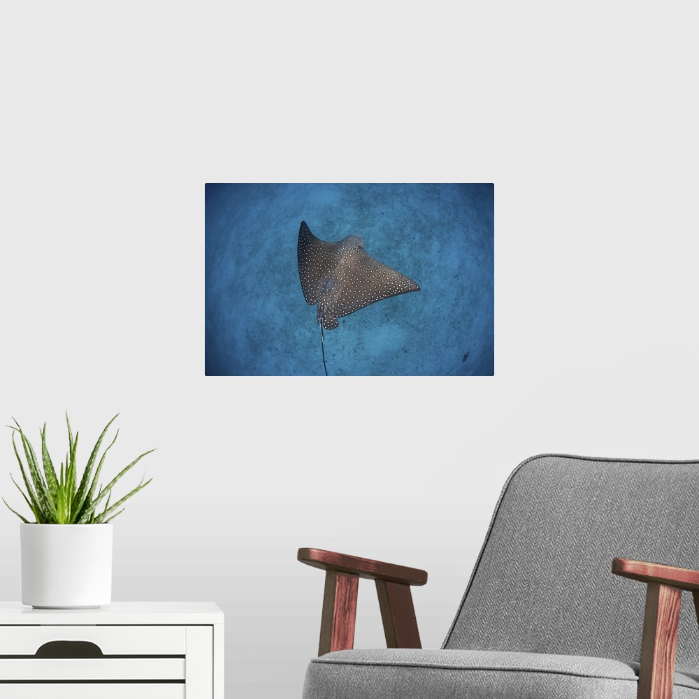 A modern room featuring A spotted eagle ray swims over the seafloor near Cocos Island, Costa Rica.