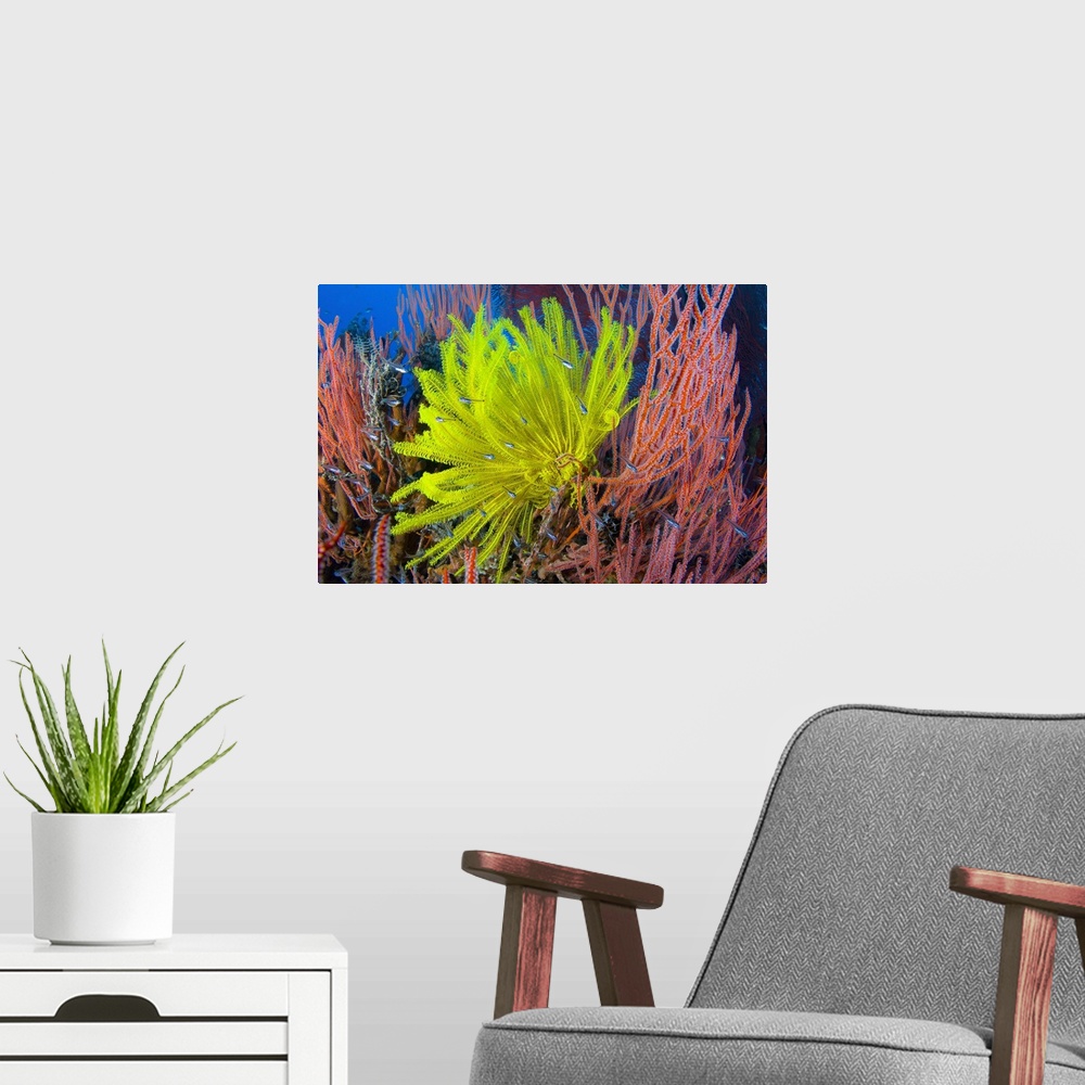 A modern room featuring A yellow crinoid feather star against red fan coral, Papua New Guinea.