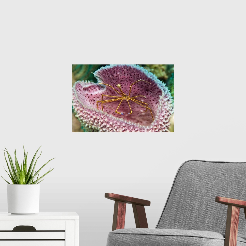 A modern room featuring A yellowline arrow crab in a blue vase sponge in Caribbean waters.