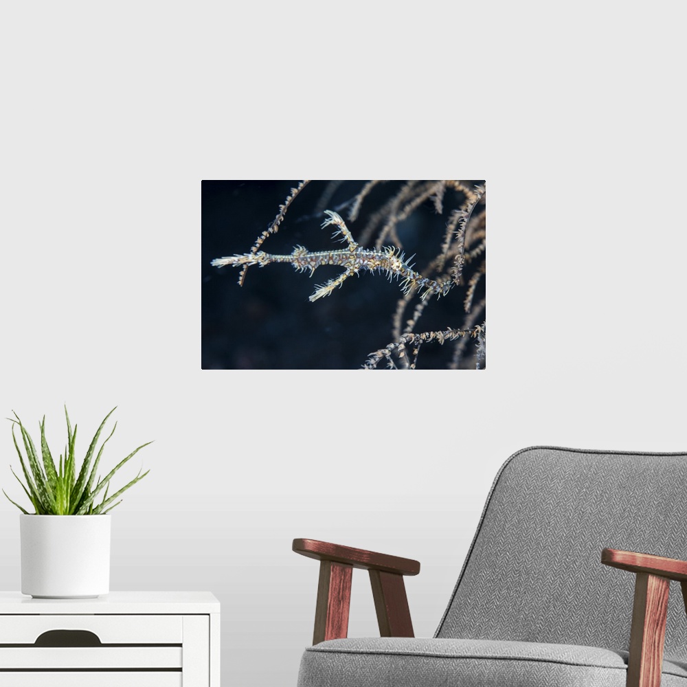A modern room featuring An ornate ghost pipefish blends into its environment.