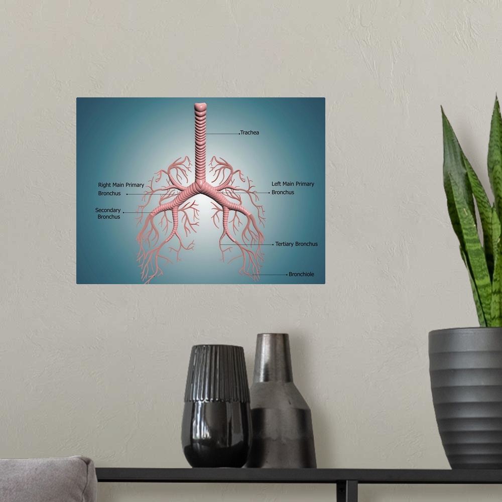 A modern room featuring Digital illustration showing the structure of the bronchus and bronchial tubes. These pathways ca...