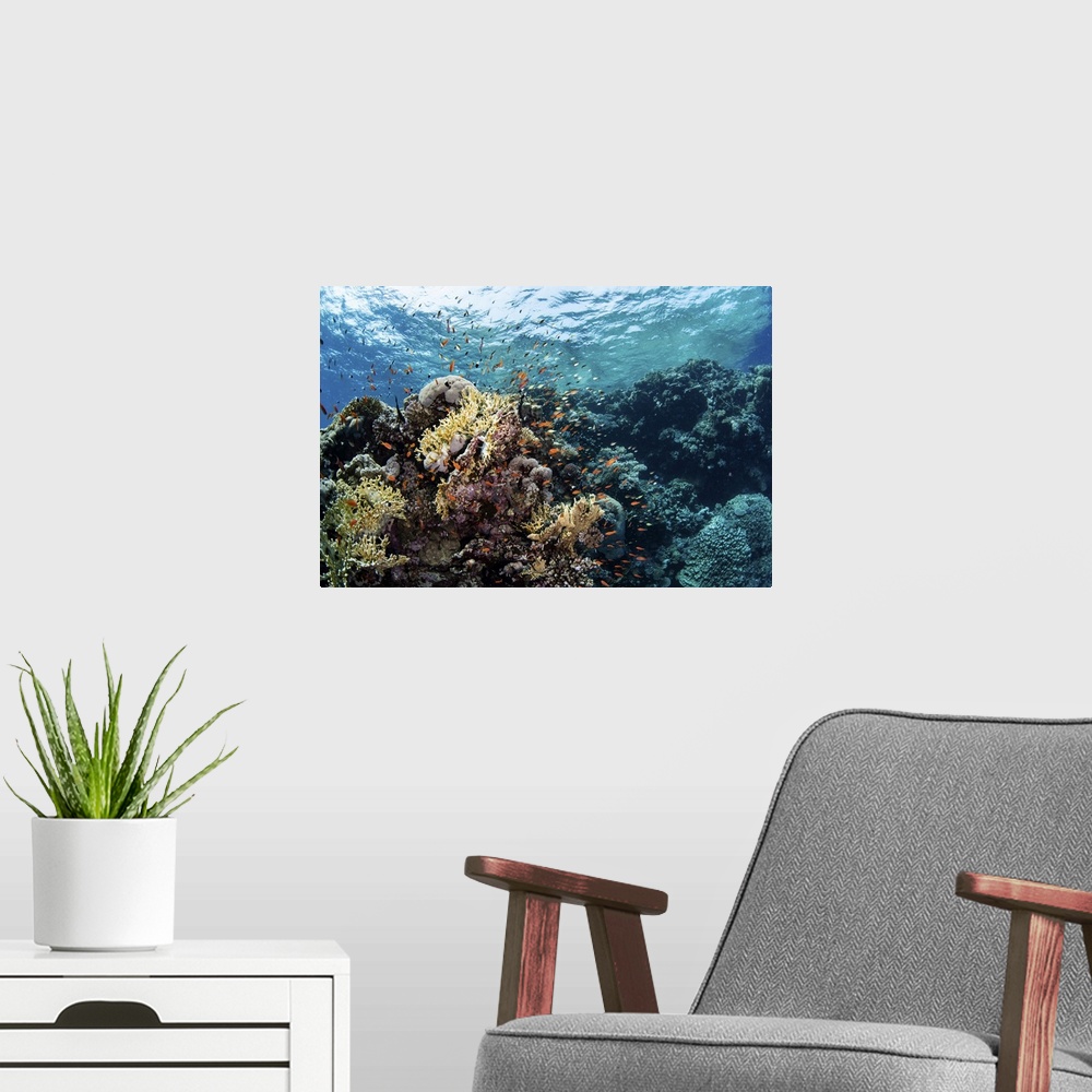A modern room featuring Anthias swarm around a coral reef in the Red Sea, Red Sea.