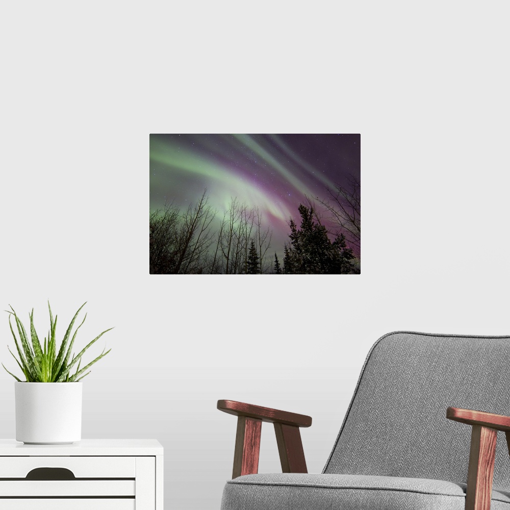A modern room featuring Aurora borealis with trees, Whitehorse, Yukon, Canada.