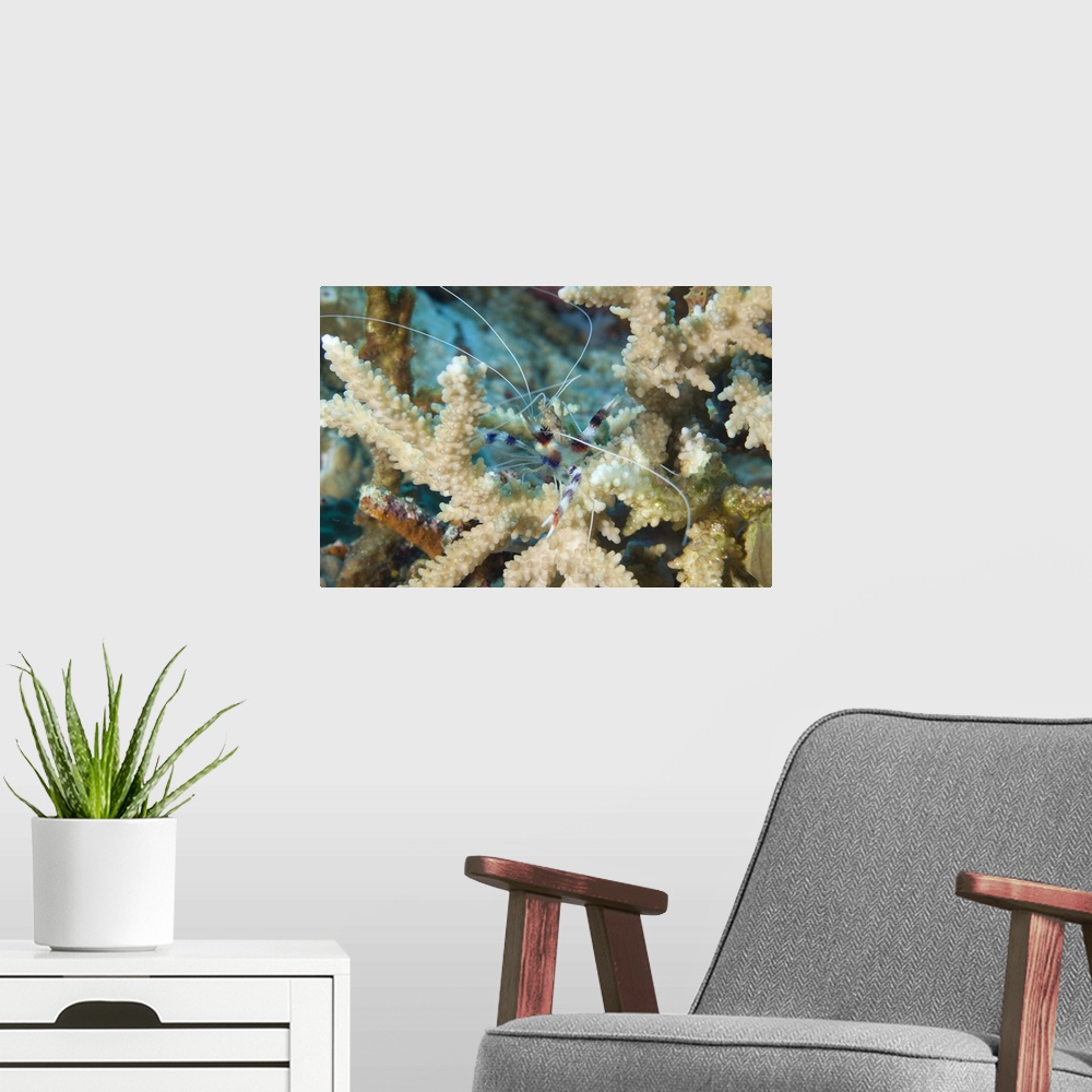 A modern room featuring Banded coral shrimp amongst staghorn coral, Papua New Guinea.