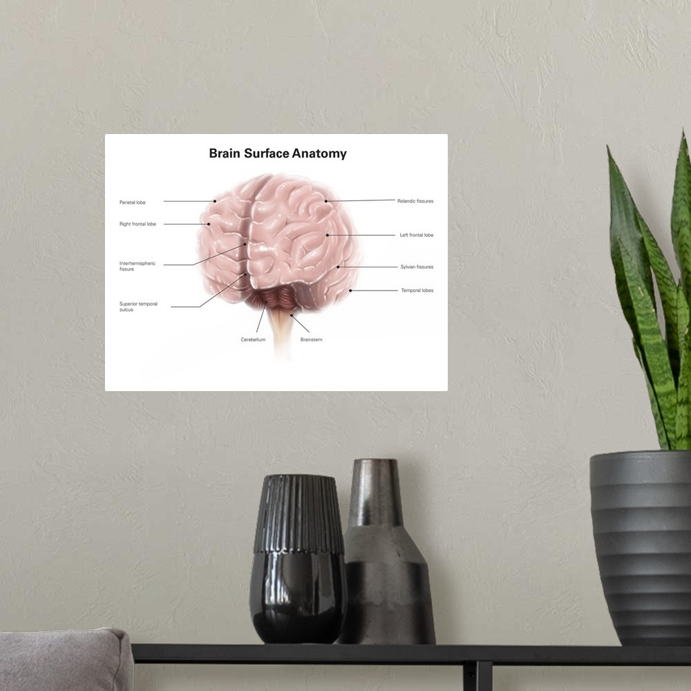 A modern room featuring Brain surface anatomy, with labels.