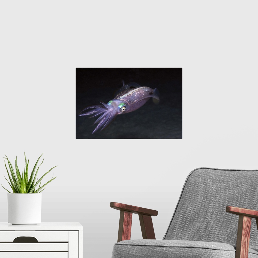 A modern room featuring Caribbean Reef Squid at night on reef.