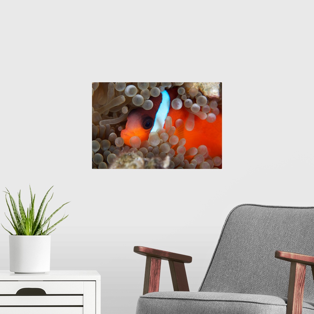 A modern room featuring Cinnamon Clownfish (Amphiprion melanopus) in its host anemone.