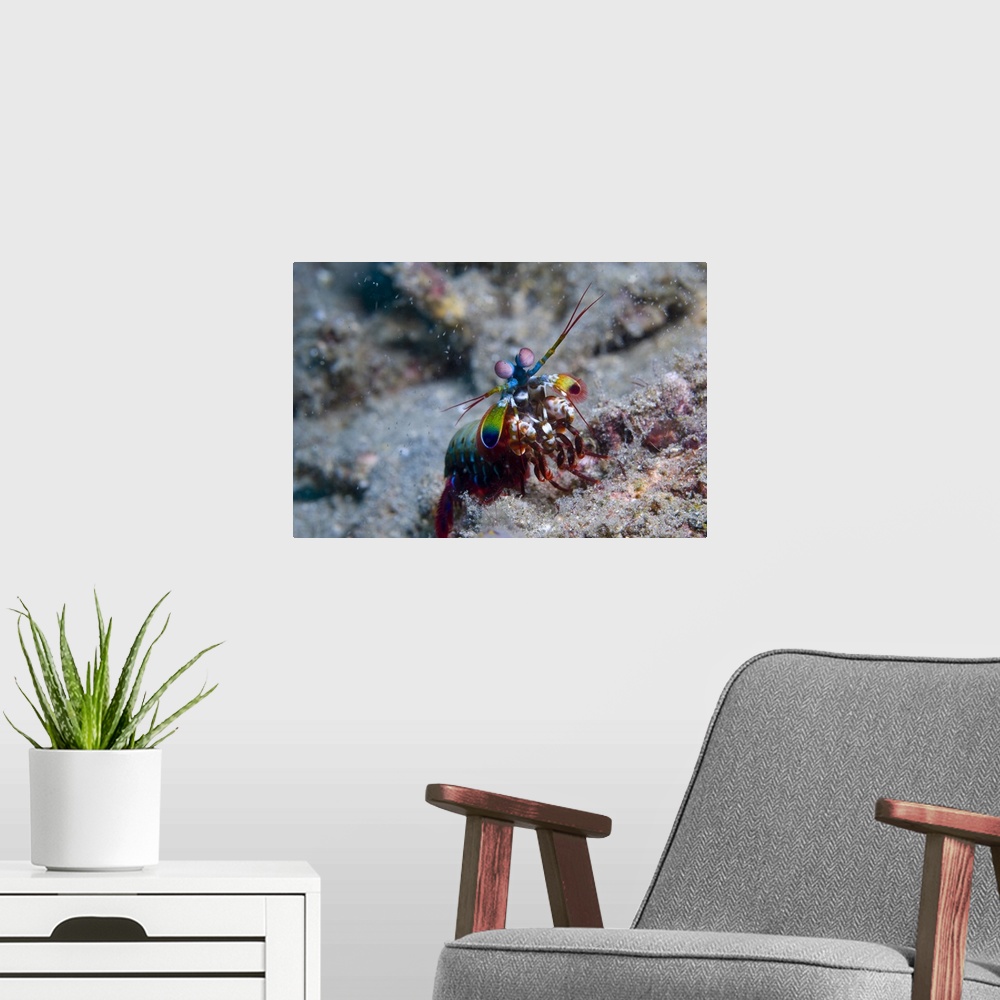 A modern room featuring Close-up view of a Mantis Shrimp, Papua New Guinea.