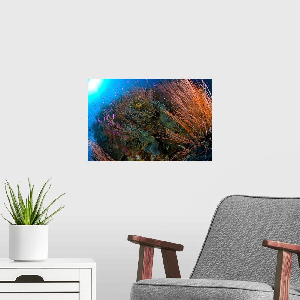 A modern room featuring Colony of red whip fan coral with fish species, Papua New Guinea.