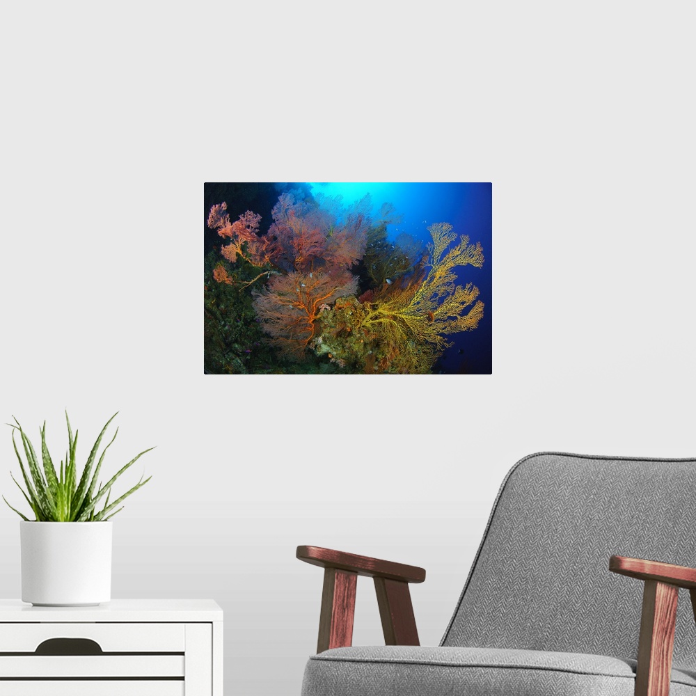 A modern room featuring Colorful assorted sea fans and soft coral, Solomon Islands.