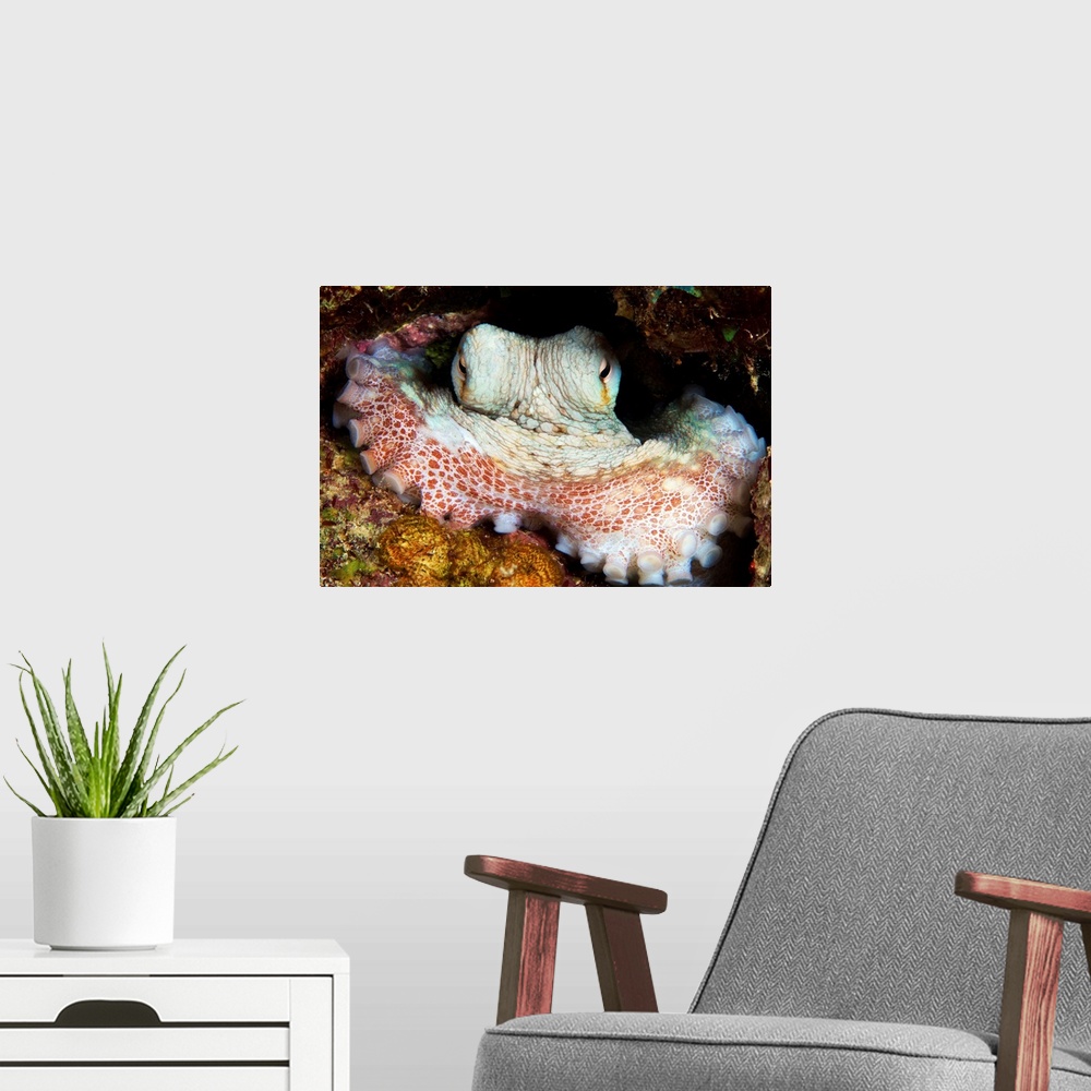 A modern room featuring Caribbean Reef Octopus guards its lair, Bonaire, Caribbean Netherlands.