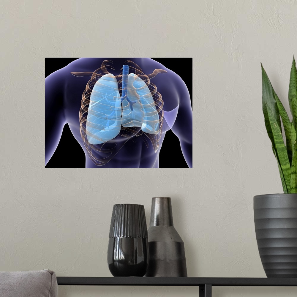 A modern room featuring Conceptual image of human lungs and rib cage.