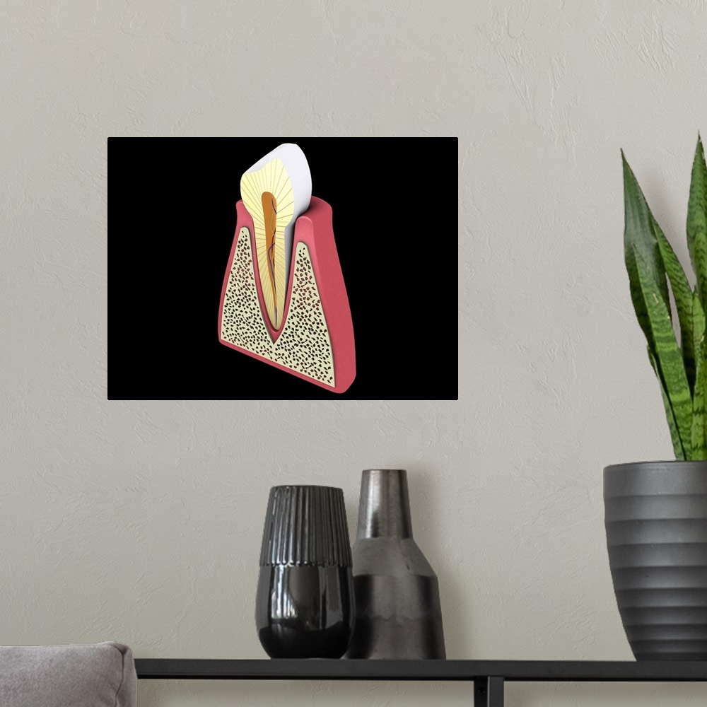 A modern room featuring Conceptual image of human tooth.