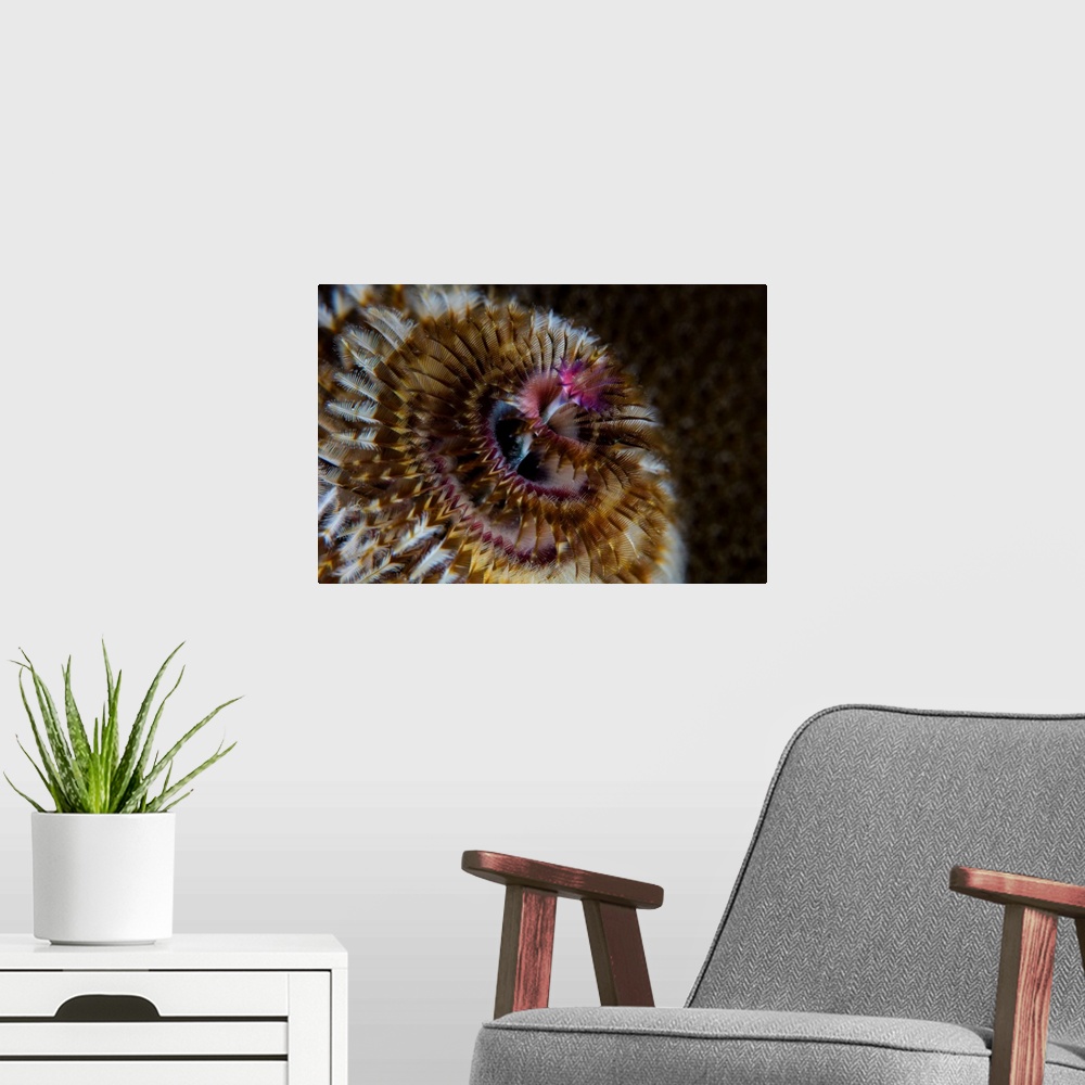 A modern room featuring Detail of the tentacles of a Christmas tree worm.