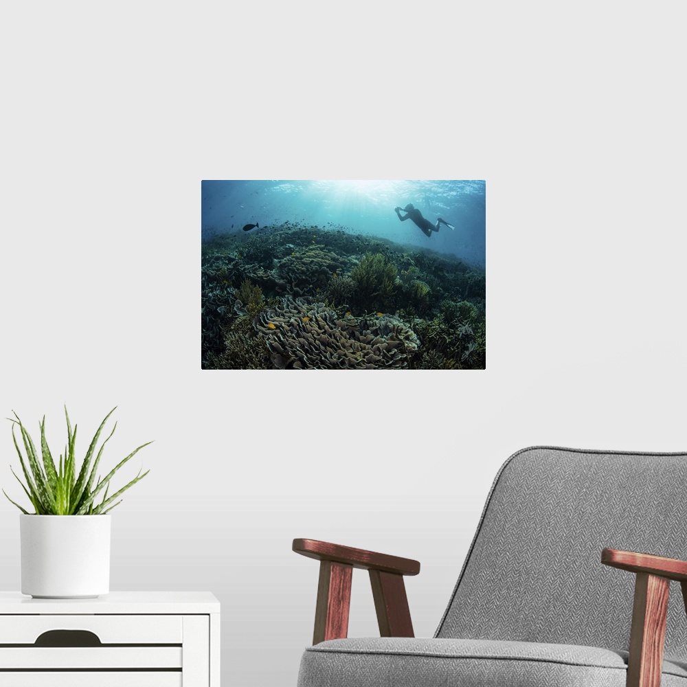 A modern room featuring Diver swimming above a beautiful coral reef in Komodo National Park, Indonesia.