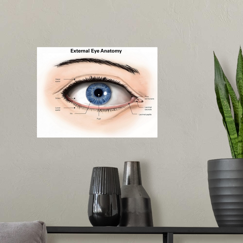 A modern room featuring External anatomy of the human eye (with labels).