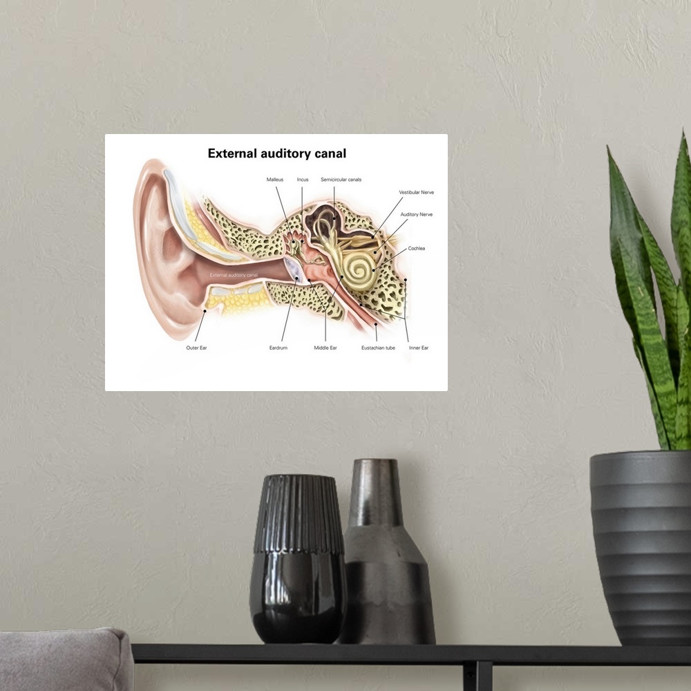 A modern room featuring External auditory canal of human ear (with labels).