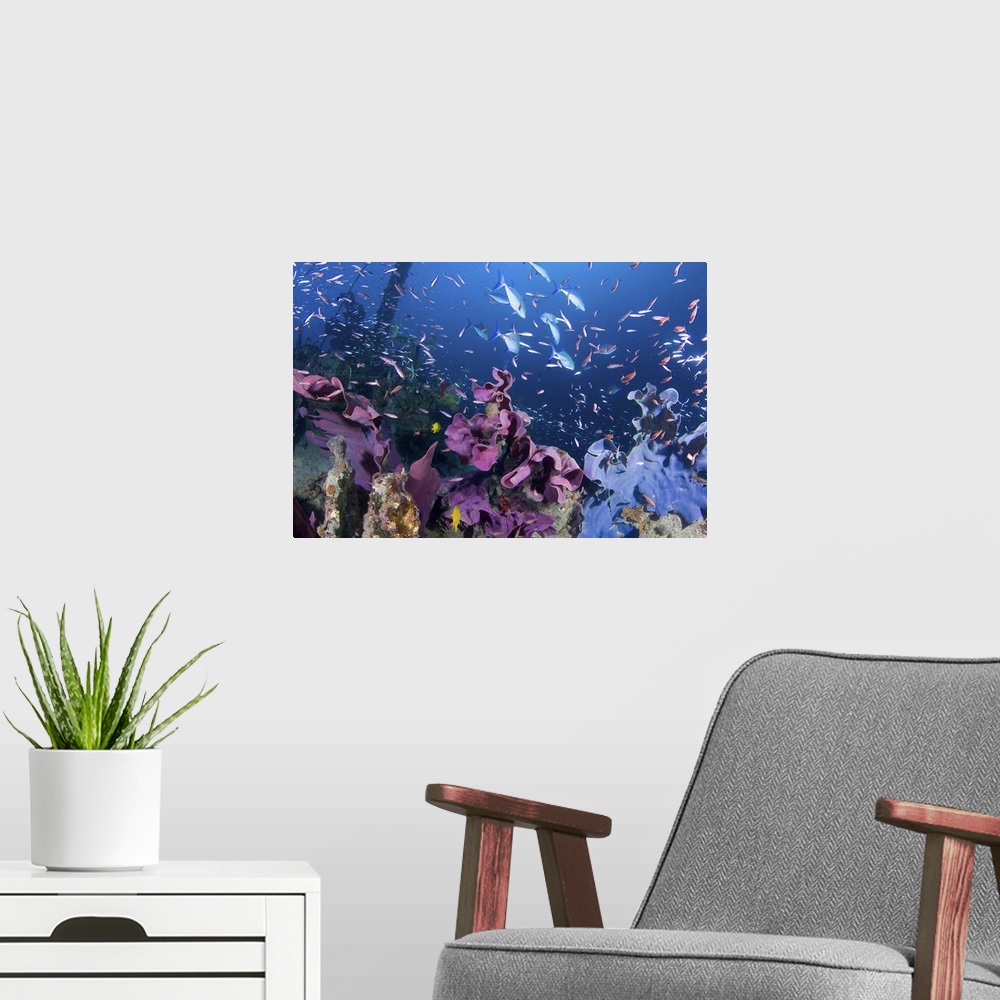 A modern room featuring Fish swarm over a shipwreck that is covered in elephant ear sponge.