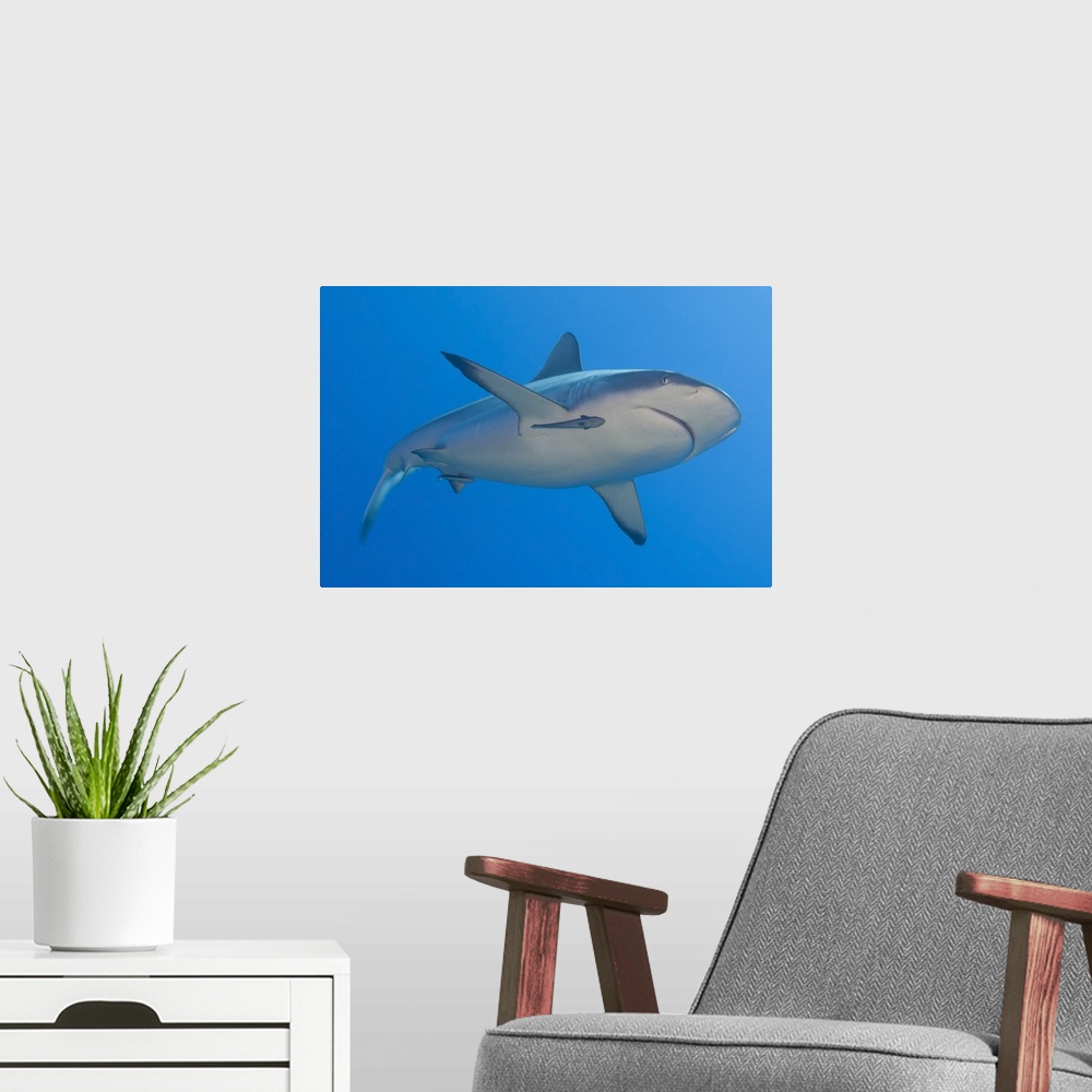 A modern room featuring Gray reef shark with remora, Papua New Guinea.