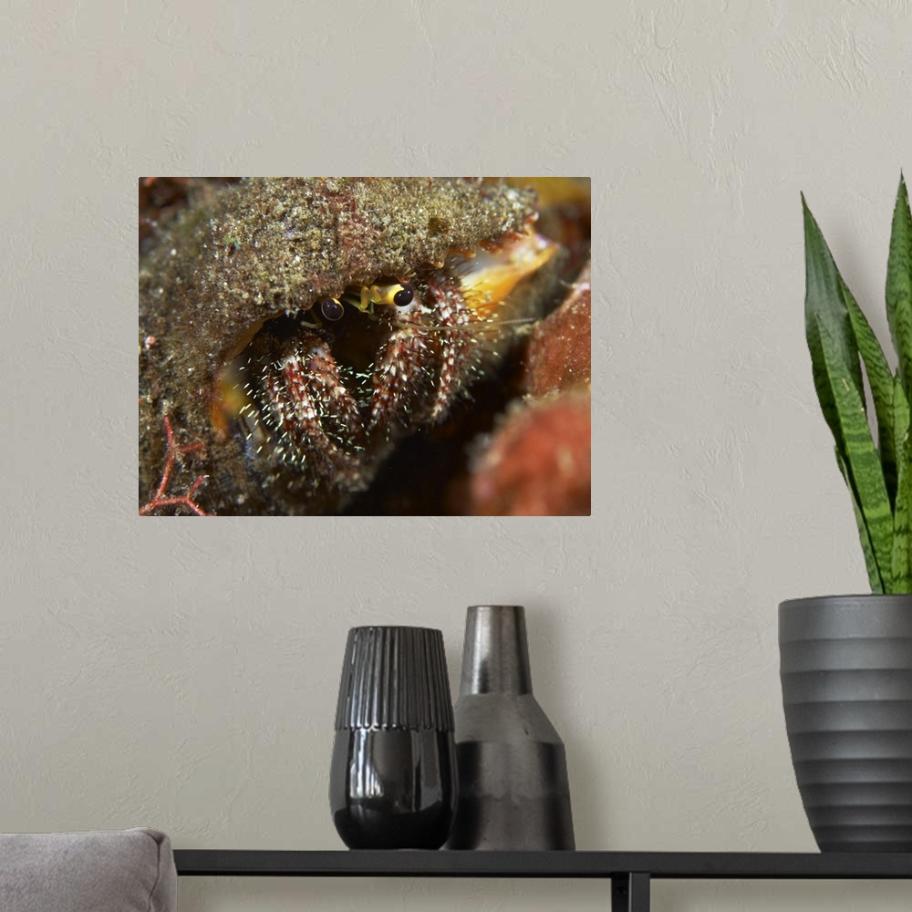 A modern room featuring Hairy-legged hermit crab emerging out of its shell, Bali, Indonesia.