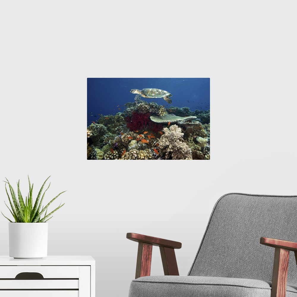 A modern room featuring Hawksbill turtle glides over the pristine reefs in Fiji.