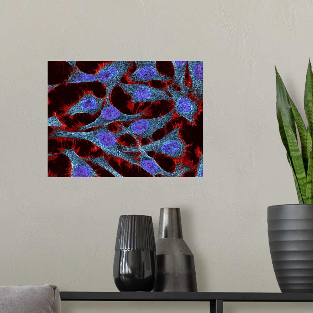 A modern room featuring Multiphoton fluorescence image of HeLa cells stained with the actin binding toxin phalloidin (red...