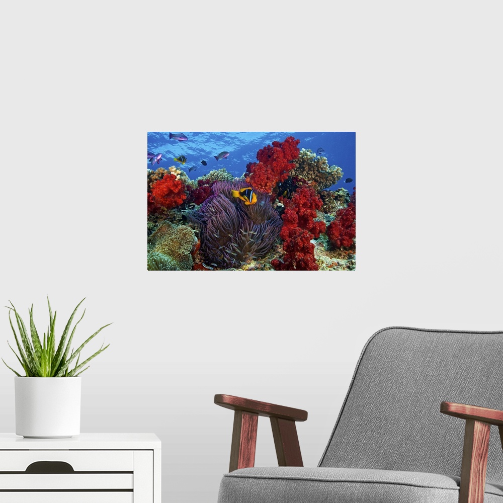 A modern room featuring An underwater photograph taken of a clown fish as it swims in front of colorful reefs and ocean v...