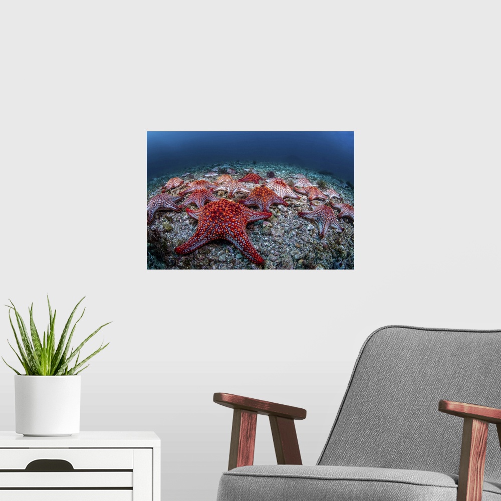 A modern room featuring Panamic cushion stars (Pentaceraster cumingi), gather on the sea floor, Sea of Cortez.