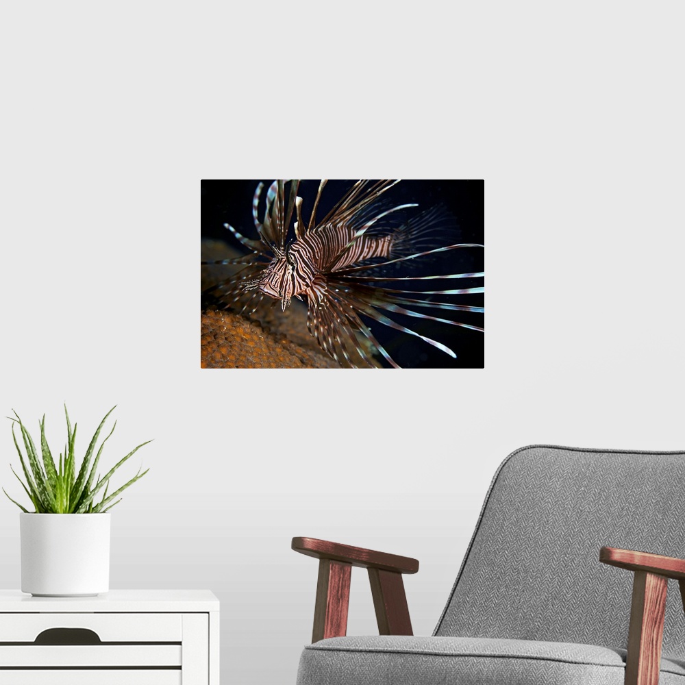 A modern room featuring Red Lionfish flares its deadly spines as a warning to the photographer not to get any closer, Bon...