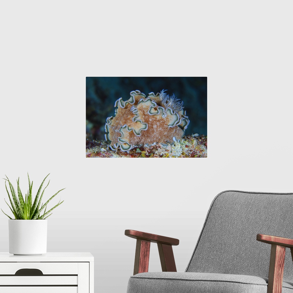 A modern room featuring Ruffled nudibranch on coral, Solomons.