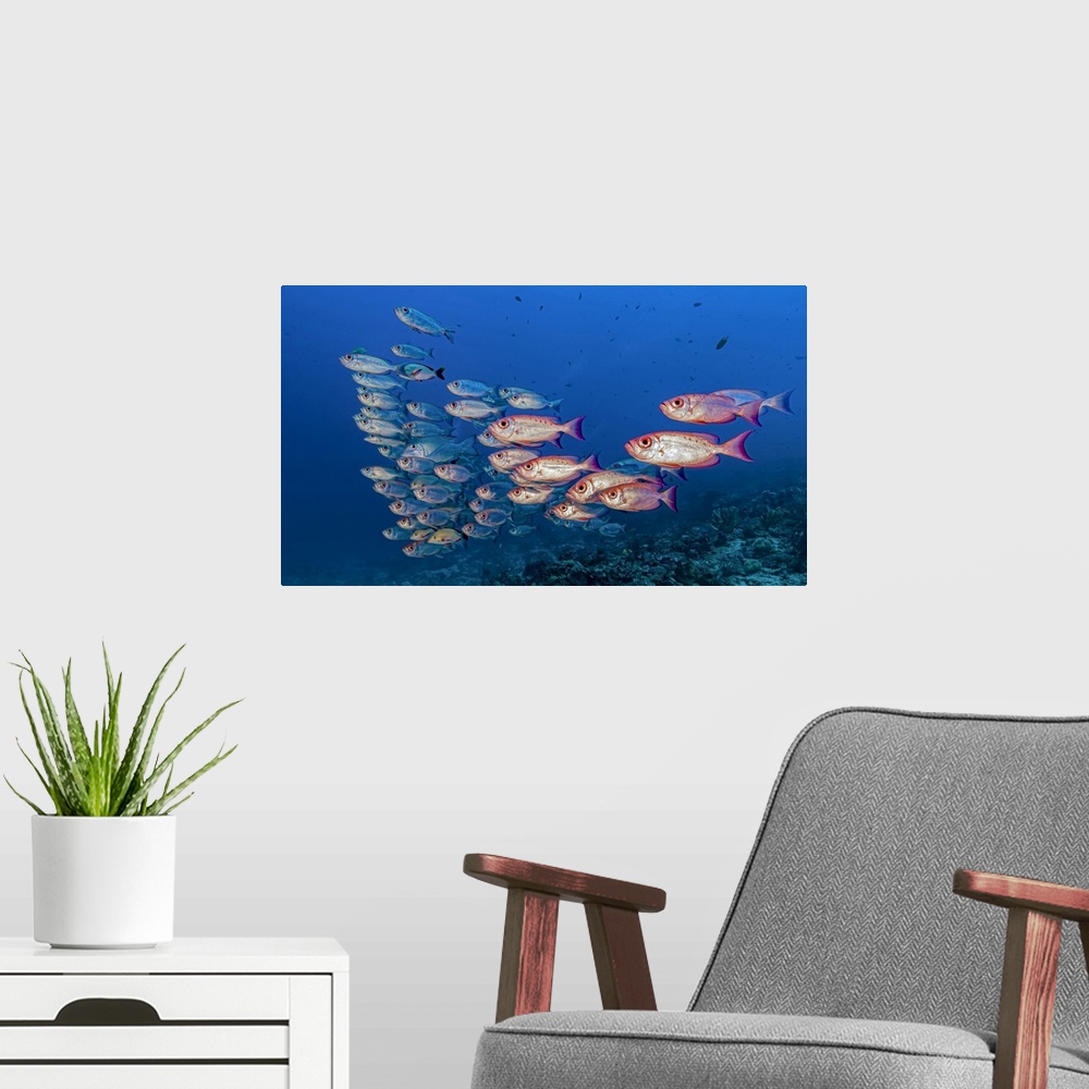 A modern room featuring School of crescent-tail bigeye (Priacanthus hamrur) in Raja Ampat, Indonesia.  A few stray fish a...