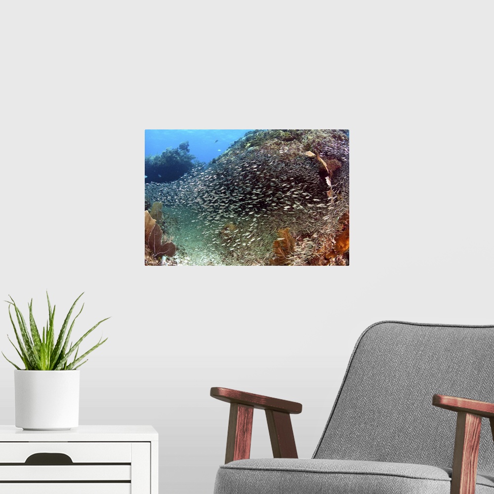 A modern room featuring Schooling silversides on Caribbean reef.