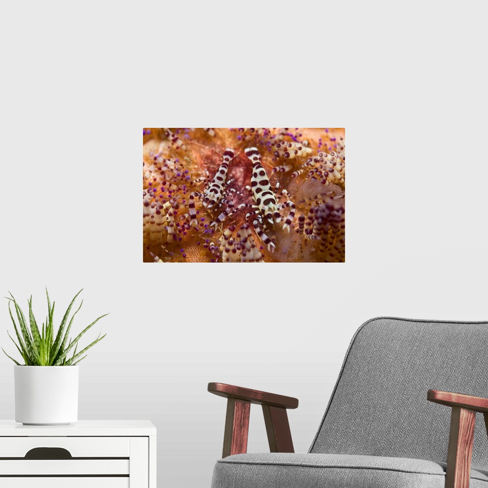 A modern room featuring Spotted Periclimenes colemani shrimp on fire coral.