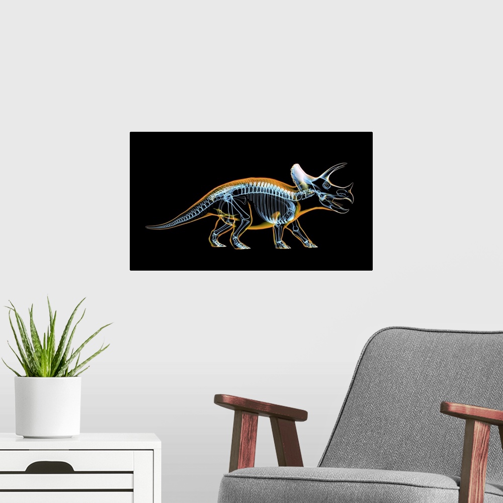 A modern room featuring Triceratops skeleton with x-ray effect.