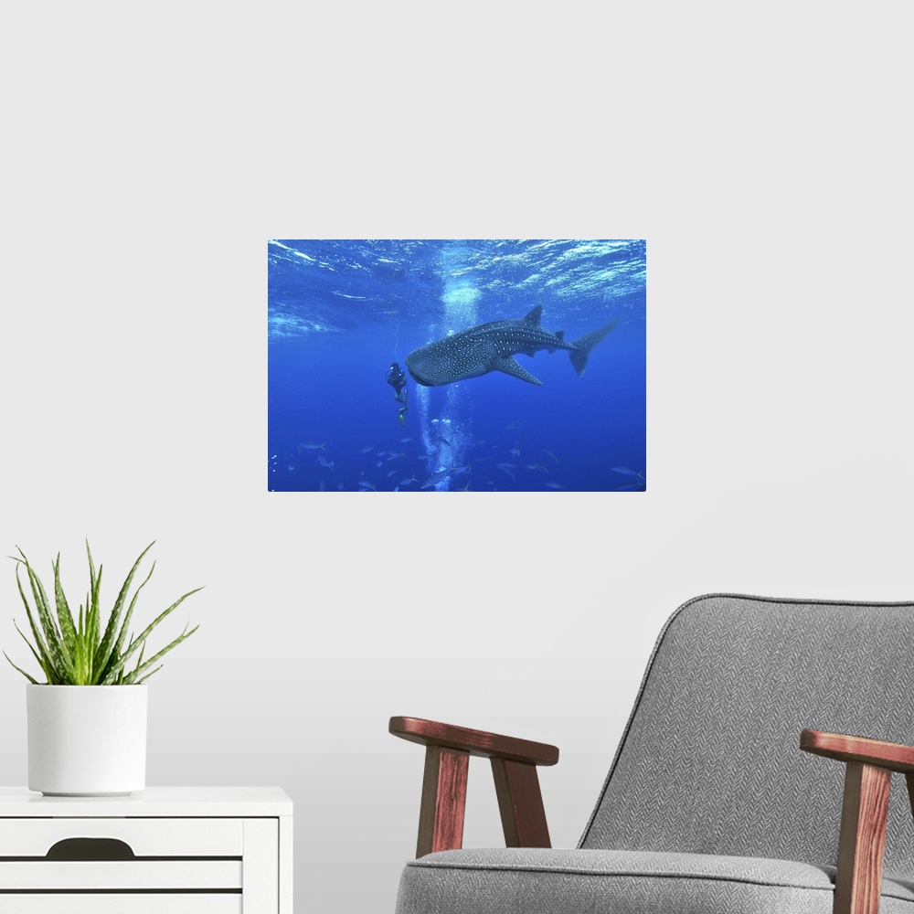 A modern room featuring Whale shark and diver, Maldives.