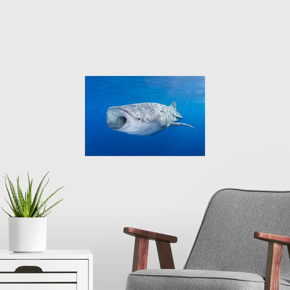 A modern room featuring Whale shark descending to the depths with mouth wide open.